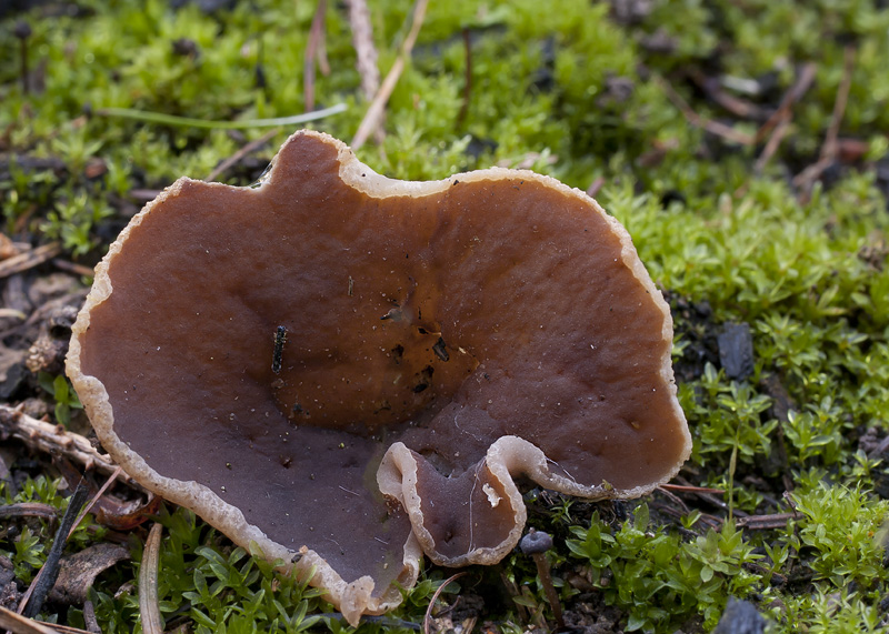 Peziza echinospora